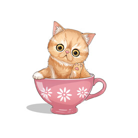 茶杯猫            