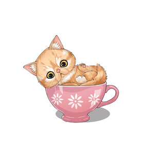茶杯猫            