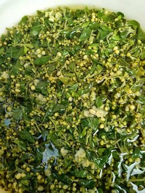 龙柏芽