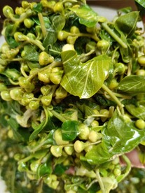 白绢梅 龙柏芽