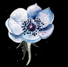 茉莉花插画海报图片 