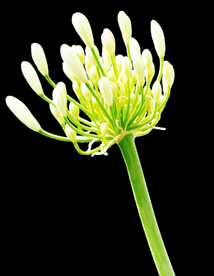 茉莉花插画海报图片 