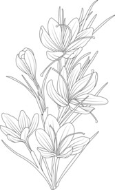 手绘藏红花素材黑白线条植物