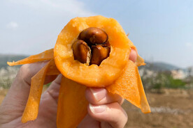 枇杷
