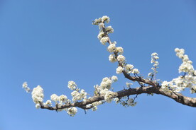 李子花