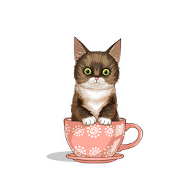茶杯猫            