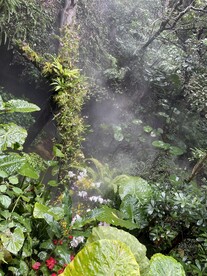 植被