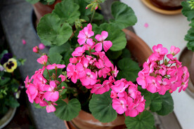 粉红色天竺葵