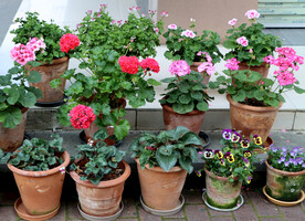 花草盆栽