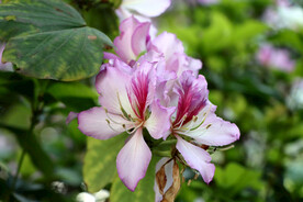 紫色紫荆花特写