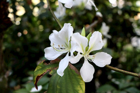 白色紫荆花特写