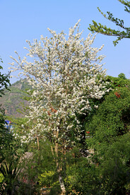 一颗白色紫荆花树