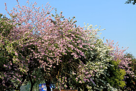 蓝天下的紫金花树