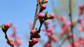 花蕾