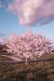 樱花树