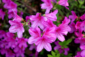 粉色杜鹃花特写