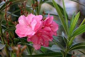 粉红色夹竹桃 