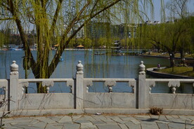 柳树风景