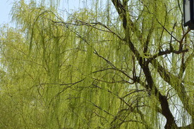 柳树风景