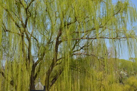 柳树风景