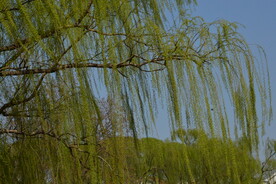 柳树风景