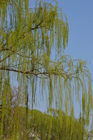 柳树风景 