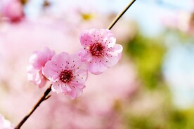 粉色桃花