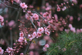 樱花