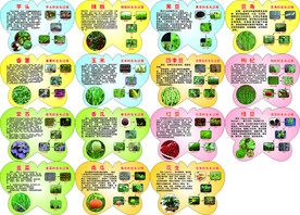 幼儿园植物生长过程