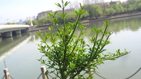 树叶图片 绿色树叶 绿色素材 