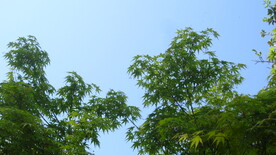 绿色枫叶 枫叶美景图片 枫树叶