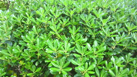 树叶图片 绿色树叶 绿色素材 