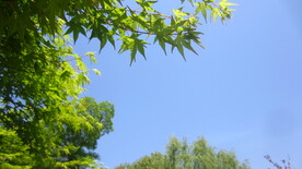 绿色枫叶 枫叶美景图片 枫树叶