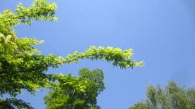 绿色枫叶 枫叶美景图片 枫树叶