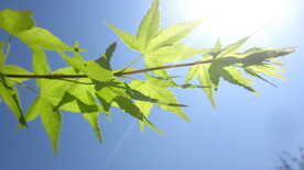 绿色枫叶 枫叶美景图片 枫树叶