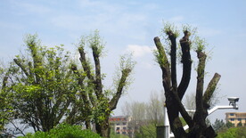 树木发芽素材 木头素材 春柳枝