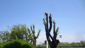 树木发芽素材 木头素材 春柳枝