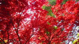 红色树叶 花红柳绿  枫叶美景