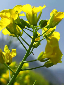 油菜花开