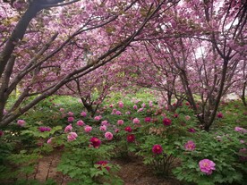 春天的花
