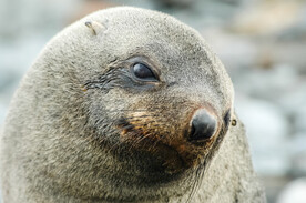 海豹  