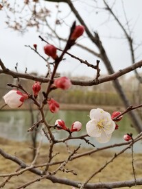 春意