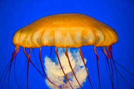 水母