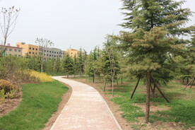 松树小路S形步道