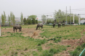 马雕塑马吃草群马吃草图