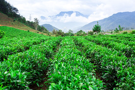 茶叶