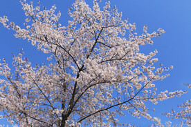 樱花树