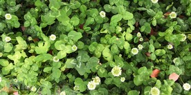 尚贤河湿地公园的野菊花