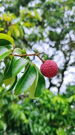 岭南荔枝