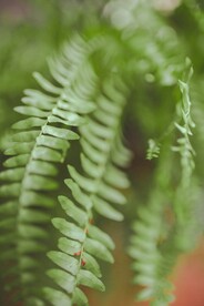 肾蕨
